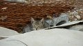Kerameikos cat 2